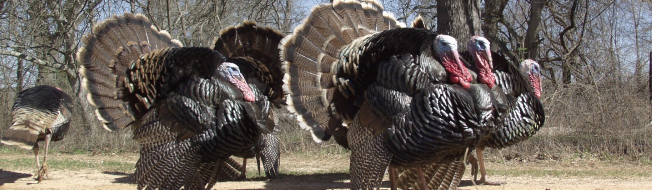 Turkey Hunting Calls
